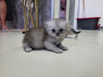 Scottish fold
