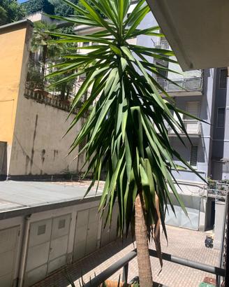Pianta