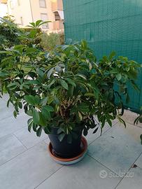 pianta schefleria cm 80