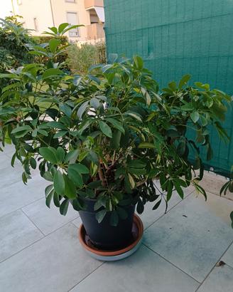 pianta schefleria cm 80