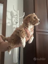 Maltipoo