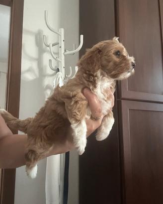 Maltipoo