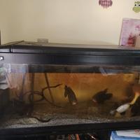 acquario 