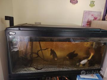 acquario 