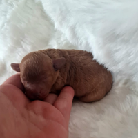 Mini toy