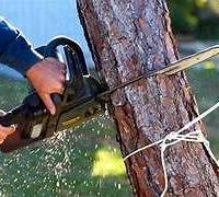 Ribaltamento taglia albero piante giardine