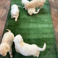 Cuccioli di Maremmano