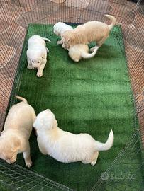 Cuccioli di Maremmano