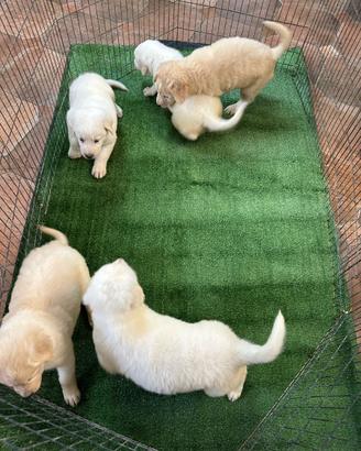 Cuccioli di Maremmano