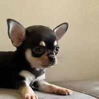 Chihuahua messicano femmina