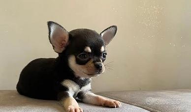Chihuahua messicano femmina