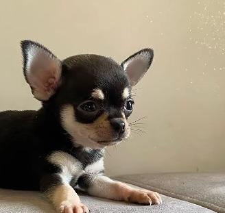 Chihuahua messicano femmina