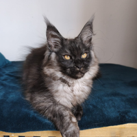 Maine coon con pedigree disponibile