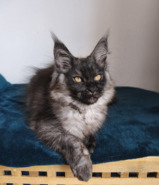 Maine coon con pedigree disponibile