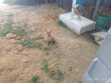 Cuccioli cirneco dell'Etna