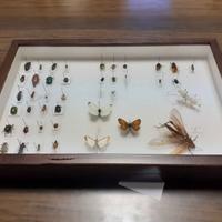 Cassetta entomologica