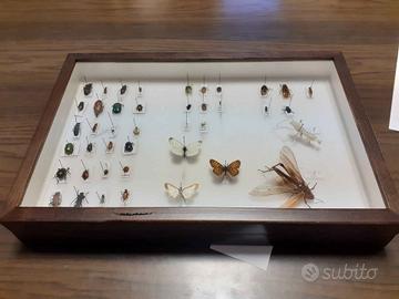 Cassetta entomologica