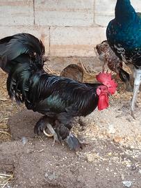 Gallo