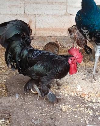 Gallo