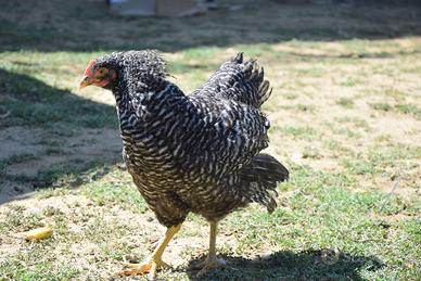 Galline ovaiole