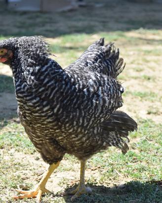 Galline ovaiole