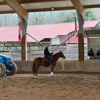 Quorter horse con doc americani