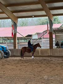 Quorter horse con doc americani