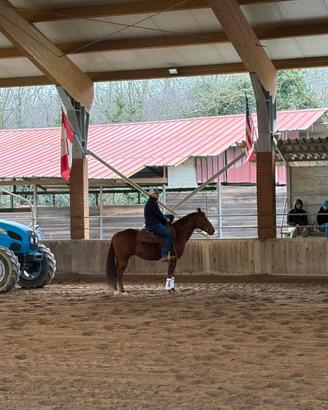Quorter horse con doc americani