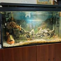 Acquario 