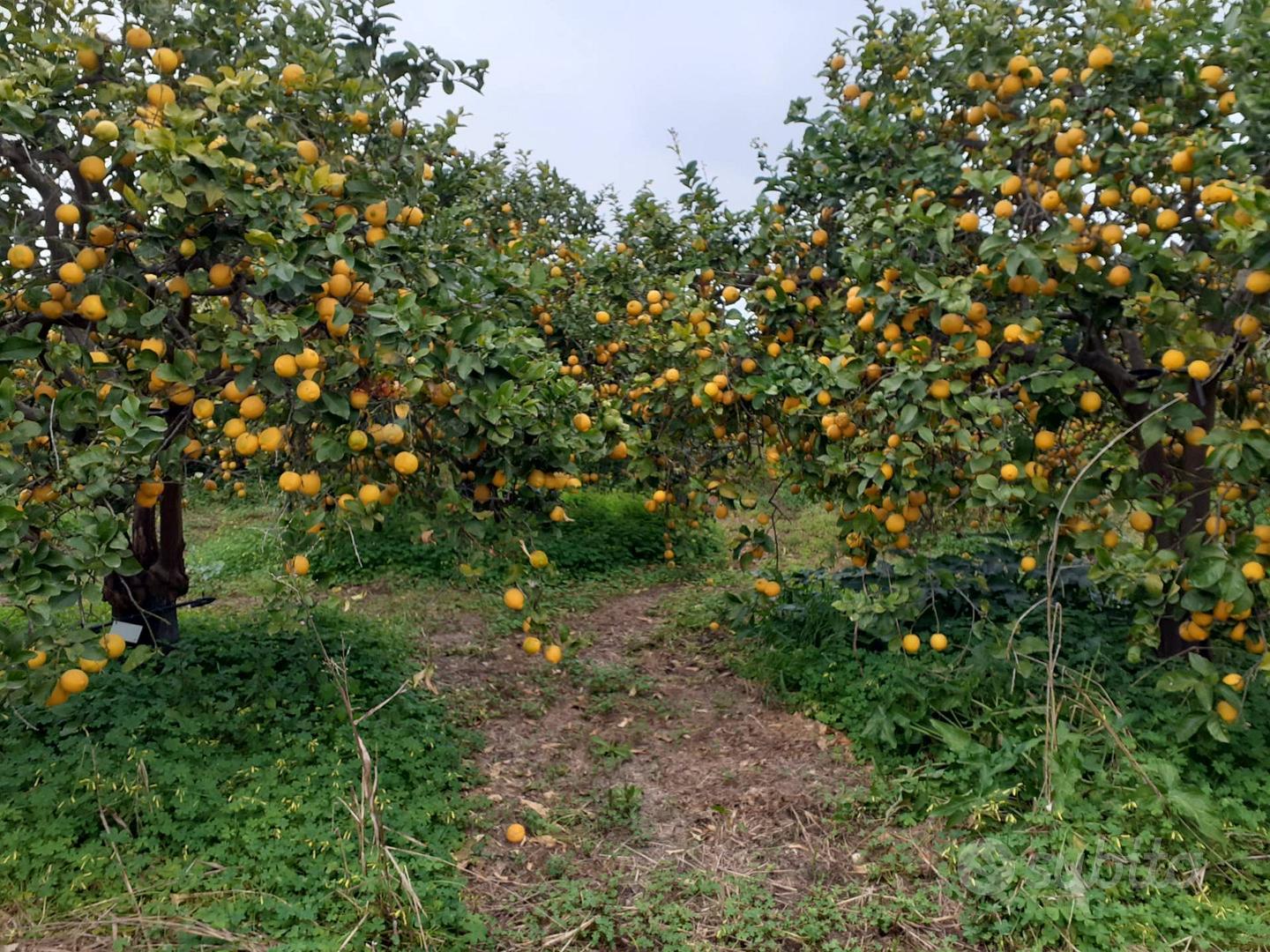 Cascina/Casale - Siracusa - Vista 5