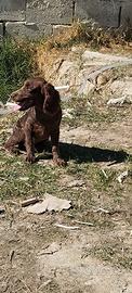 cuccioli springer spaniel inglese 
