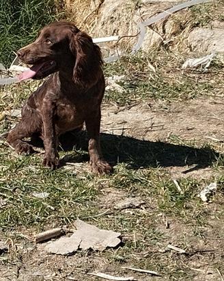 cuccioli springer spaniel inglese 