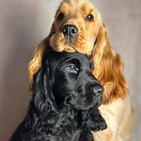 Cocker spaniel inglese