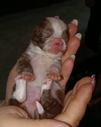 Chihuahua