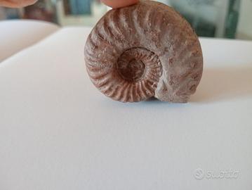 fossile di 175 milioni di anni fa