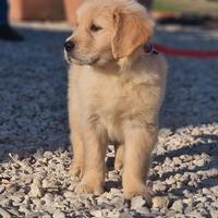 Cuccioli Golden Retriever-Allevamento Marina LAB