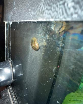 Lumache acquario