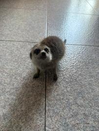 Suricato femmina