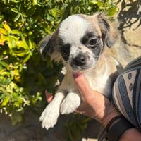 Cuccioli di chihuahua