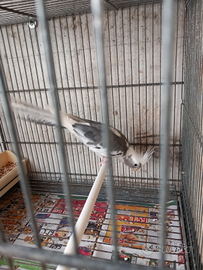 Calopsite maschio faccia bianca