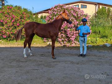 Puledro Sella Italiano