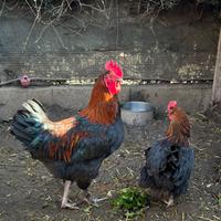 Varie razze di polli