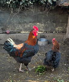 Varie razze di polli