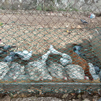 Piccioni