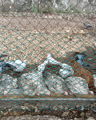Piccioni