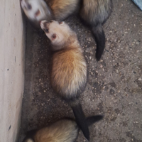 Furetto