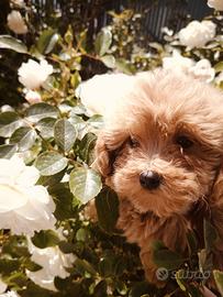 Maltipoo 2 mesi disponibile