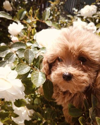 Maltipoo 2 mesi disponibile