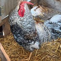 Gallo Legbar