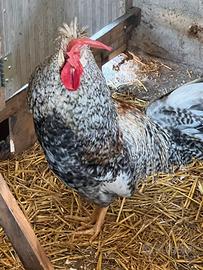 Gallo Legbar